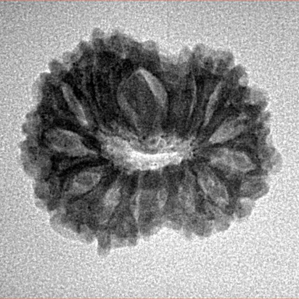 14 Mukhi Rudraksha 22.2mm 2.58gm - Origin: Indonesia - Inverse xray