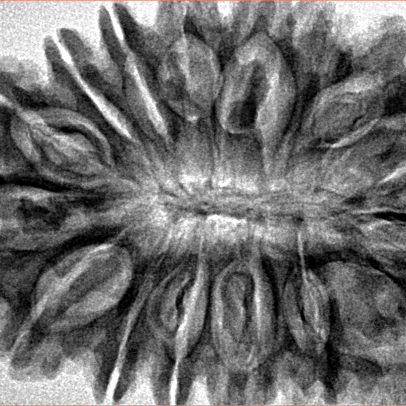 16 Mukhi Rudraksha 37.6mm 7.52gm - Inverse xray