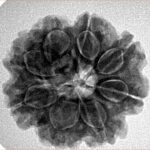 8 Mukhi Rudraksha 24.6mm 5.14gm - Inverse xray