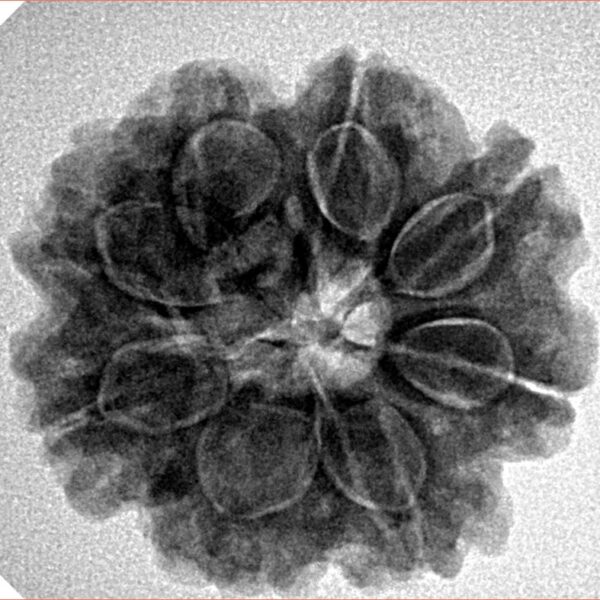 8 Mukhi Rudraksha 24.6mm 5.14gm - Inverse xray