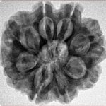 8 Mukhi Rudraksha 25.7mm 5.54gm - Inverse xray