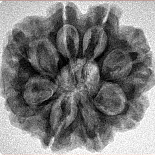8 Mukhi Rudraksha 25.7mm 5.54gm - Inverse xray