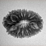14 Mukhi Rudraksha 22.8mm 2.48gm - Inverse xray