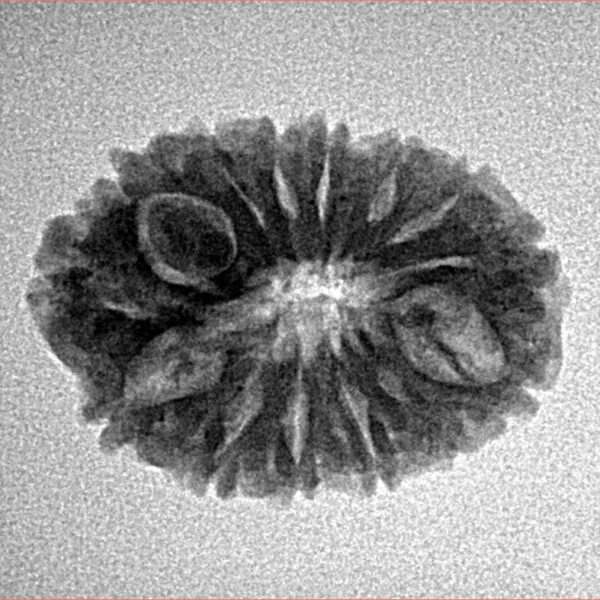 14 Mukhi Rudraksha 22.8mm 2.48gm - Inverse xray