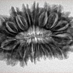 17 Mukhi Rudraksha 30.2mm 4.91gm - Inverse xray