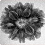8 Mukhi Rudraksha 25.6mm 5gm - Inverse xray