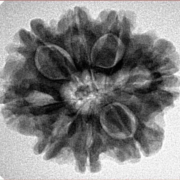8 Mukhi Rudraksha 25.6mm 5gm - Inverse xray