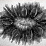 16 Mukhi Rudraksha 30.9mm 3.2gm - Inverse xray