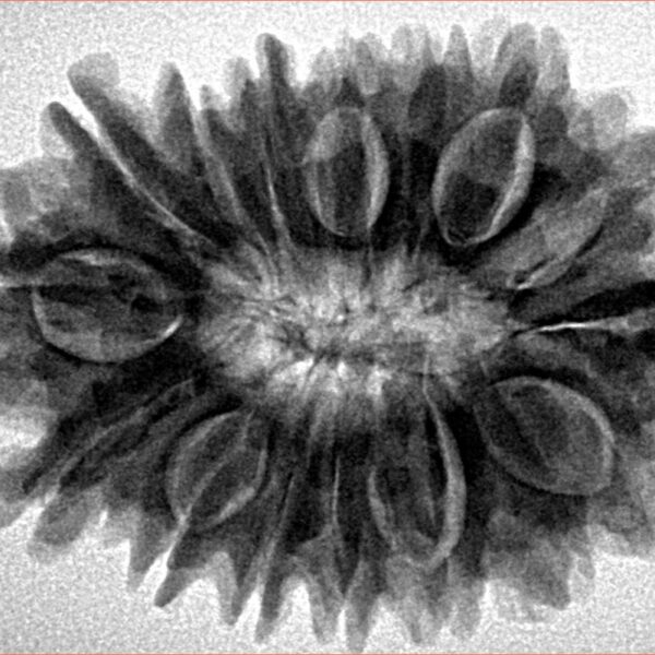 16 Mukhi Rudraksha 30.9mm 3.2gm - Inverse xray