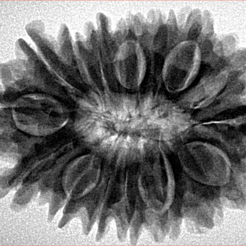 16 Mukhi Rudraksha 30.9mm 3.2gm - Inverse xray