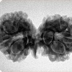 8 Mukhi G.S & Ganesh 32.1mm 4.67gm - Inverse xray