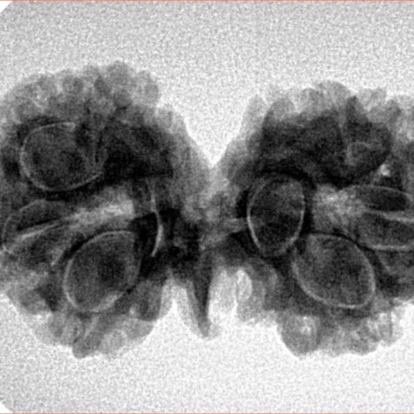 8 Mukhi G.S & Ganesh 32.1mm 4.67gm - Inverse xray