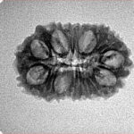 16 Mukhi Ganesh 22.8mm 2gm - Inverse xray