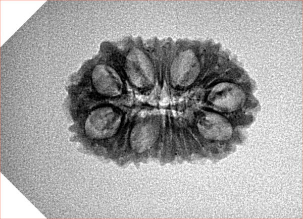 16 Mukhi Ganesh 22.8mm 2gm - Inverse xray