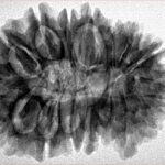 16 Mukhi Rudraksha 31.9mm 6.11gm - Inverse xray