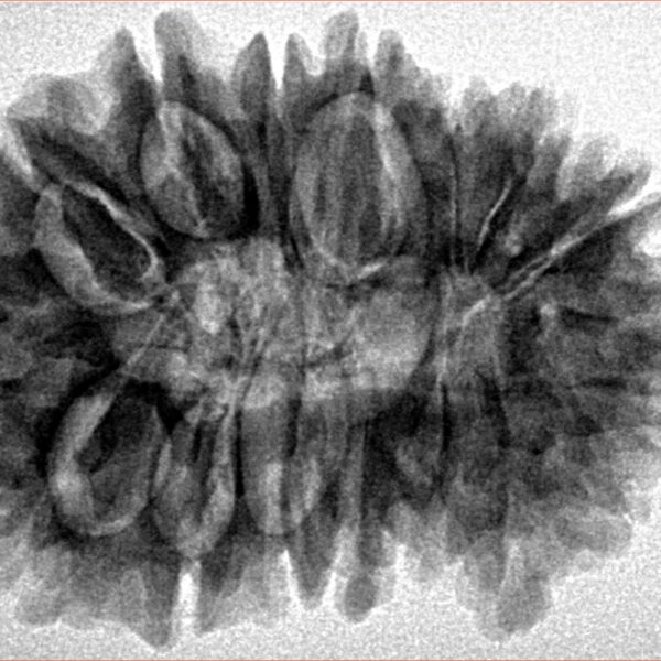 16 Mukhi Rudraksha 31.9mm 6.11gm - Inverse xray