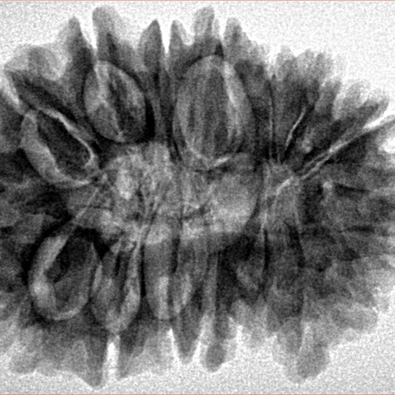 16 Mukhi Rudraksha 31.9mm 6.11gm - Inverse xray