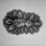 16 Mukhi Rudraksha 22.6mm 1.71gm - Inverse xray