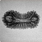 21 Mukhi Rudraksha 23.3mm 1.33gm - Inverse xray