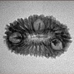 23 Mukhi Rudraksha 23.9mm 1.7gm - Inverse xray