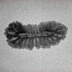 27 Mukhi Rudraksha 22.9mm 1gm - Inverse xray