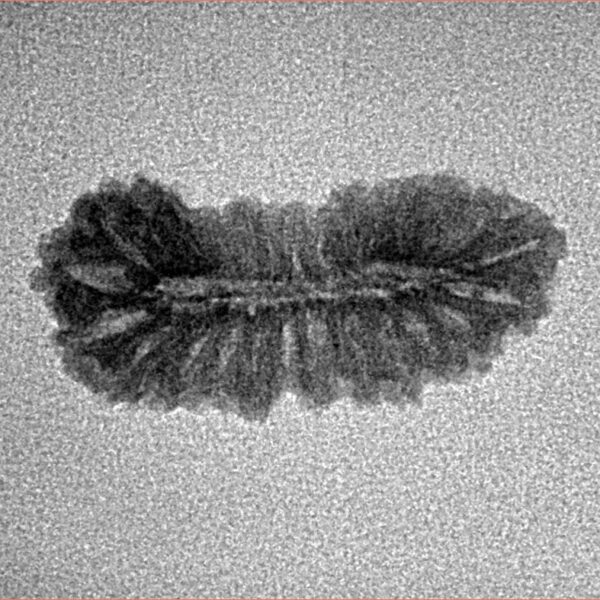 27 Mukhi Rudraksha 22.9mm 1gm - Inverse xray