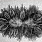 17 Mukhi Rudraksha 32.9mm 5.14gm - Inverse xray