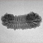 31 Mukhi Rudraksha 24.8mm 1.49gm - Inverse xray