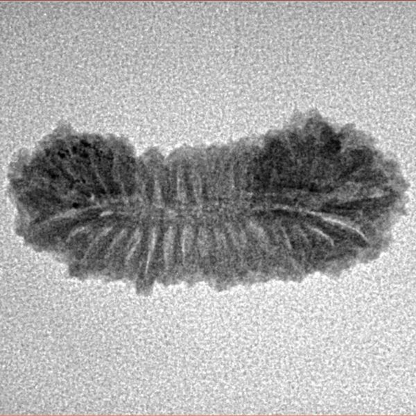 31 Mukhi Rudraksha 24.8mm 1.49gm - Inverse xray