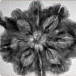 8 Mukhi Ganesh 31.8mm 5.77gm - Inverse xray