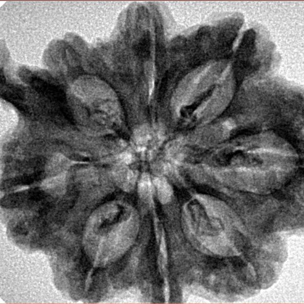 8 Mukhi Ganesh 31.8mm 5.77gm - Inverse xray