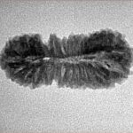 26 Mukhi Rudraksha 26.3mm 1.85gm - Inverse xray