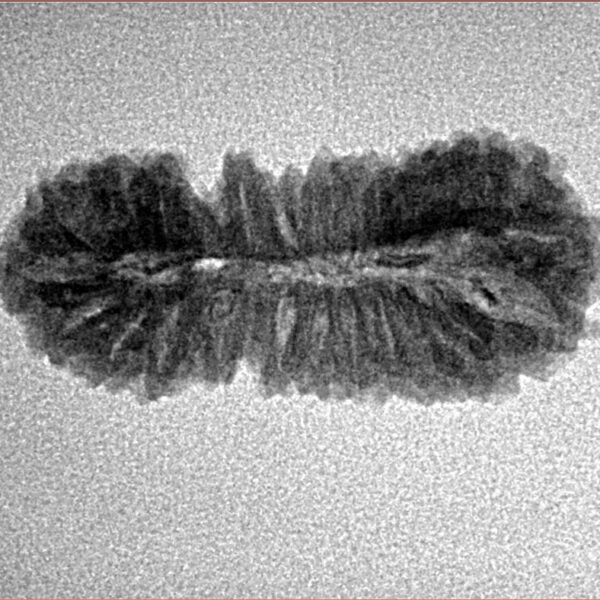 26 Mukhi Rudraksha 26.3mm 1.85gm - Inverse xray