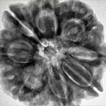 8 Mukhi Rudraksha 29.4mm 7.67gm - Inverse xray