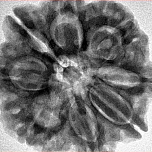 8 Mukhi Rudraksha 29.4mm 7.67gm - Inverse xray