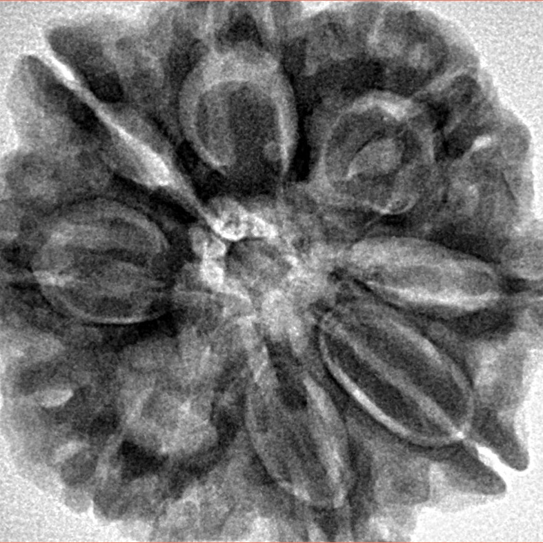 8 Mukhi Rudraksha 29.4mm 7.67gm - Inverse xray