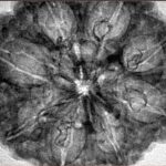 8 Mukhi Rudraksha 33.3mm 7.43gm - Inverse xray