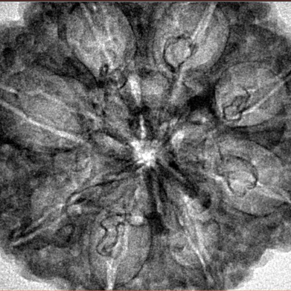 8 Mukhi Rudraksha 33.3mm 7.43gm - Inverse xray