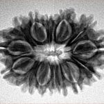 14 Mukhi Rudraksha 26.1mm 3.53gm - Inverse xray