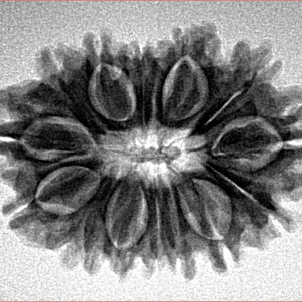 14 Mukhi Rudraksha 26.1mm 3.53gm - Inverse xray