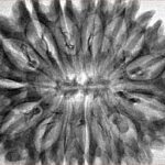 15 Mukhi Rudraksha 34.6mm 5.42gm - Inverse xray