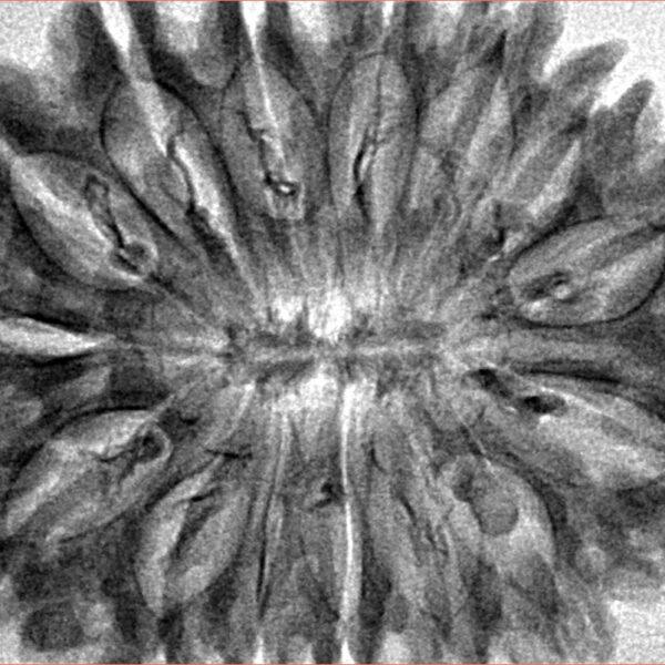 15 Mukhi Rudraksha 34.6mm 5.42gm - Inverse xray