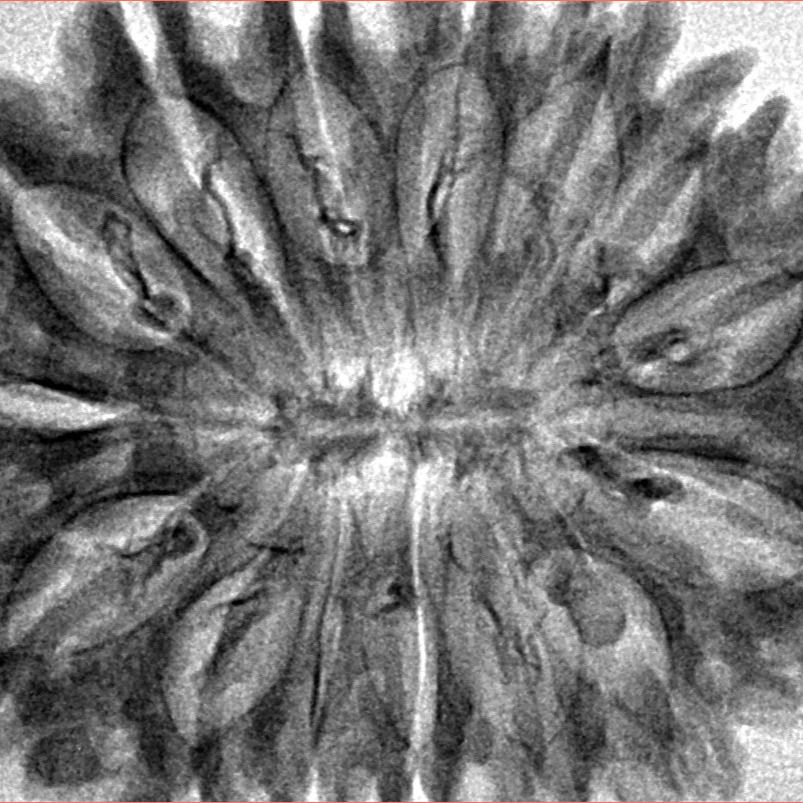 15 Mukhi Rudraksha 34.6mm 5.42gm - Inverse xray