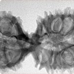 17 Mukhi Mini Trijuti 38.3mm 5.49gm - Inverse xray