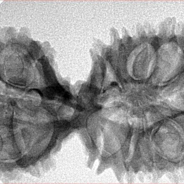 17 Mukhi Mini Trijuti 38.3mm 5.49gm - Inverse xray