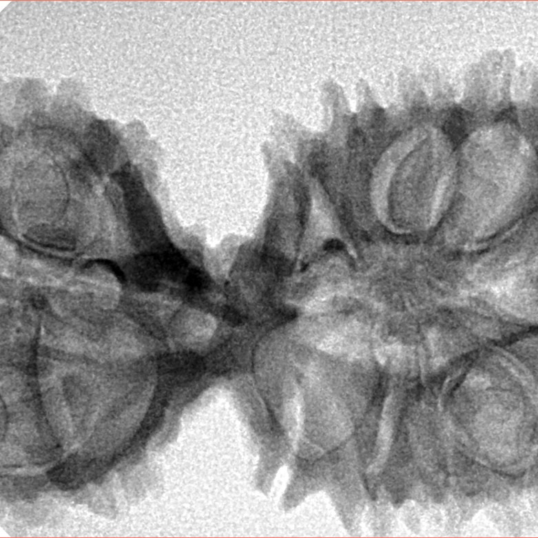 17 Mukhi Mini Trijuti 38.3mm 5.49gm - Inverse xray