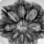 8 Mukhi Rudraksha 29.6mm 6.9gm - Inverse xray