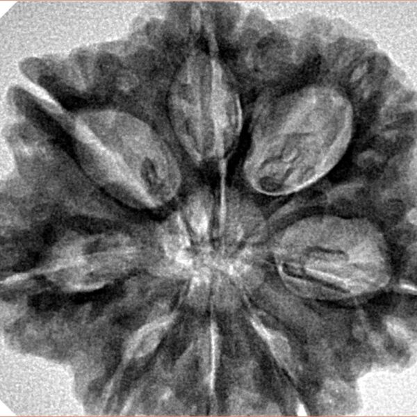 8 Mukhi Rudraksha 29.6mm 6.9gm - Inverse xray