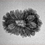 14 Mukhi Rudraksha 22.8mm 1.78gm - Inverse xray