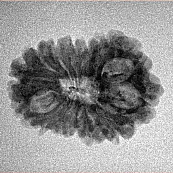 14 Mukhi Rudraksha 22.8mm 1.78gm - Inverse xray